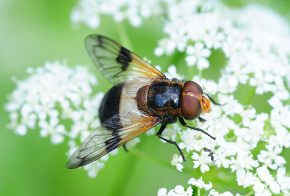 Hoverfly, Volucella pellucens, Gimo, June 2009