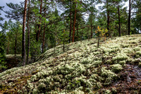 Lichen covered landscape-21