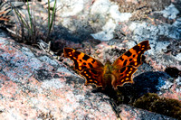 Comma butterfly on the Bothnian Sea cliffs