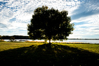 Lone tree, Marma