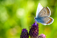 Common blue butterfly on thistle