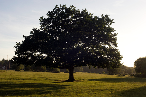 Lone oak