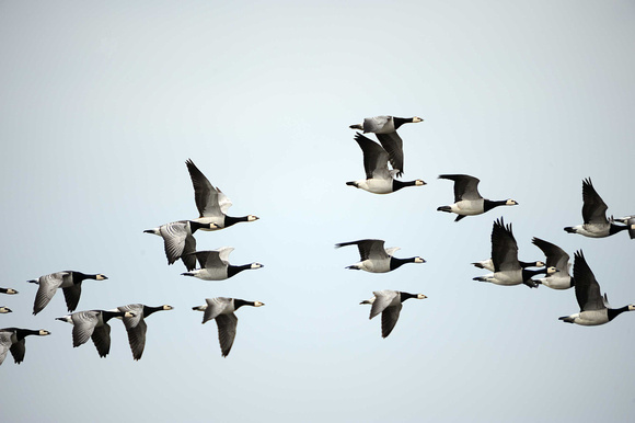 Barnacle Geese in flight